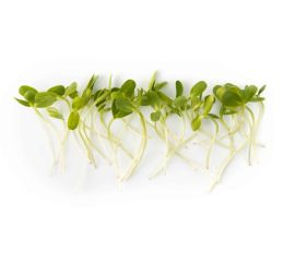 Микрозелень