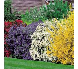 Декоративные кустарники