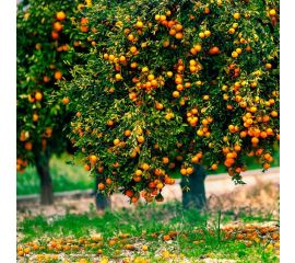 Плодовые  и декоративные деревья